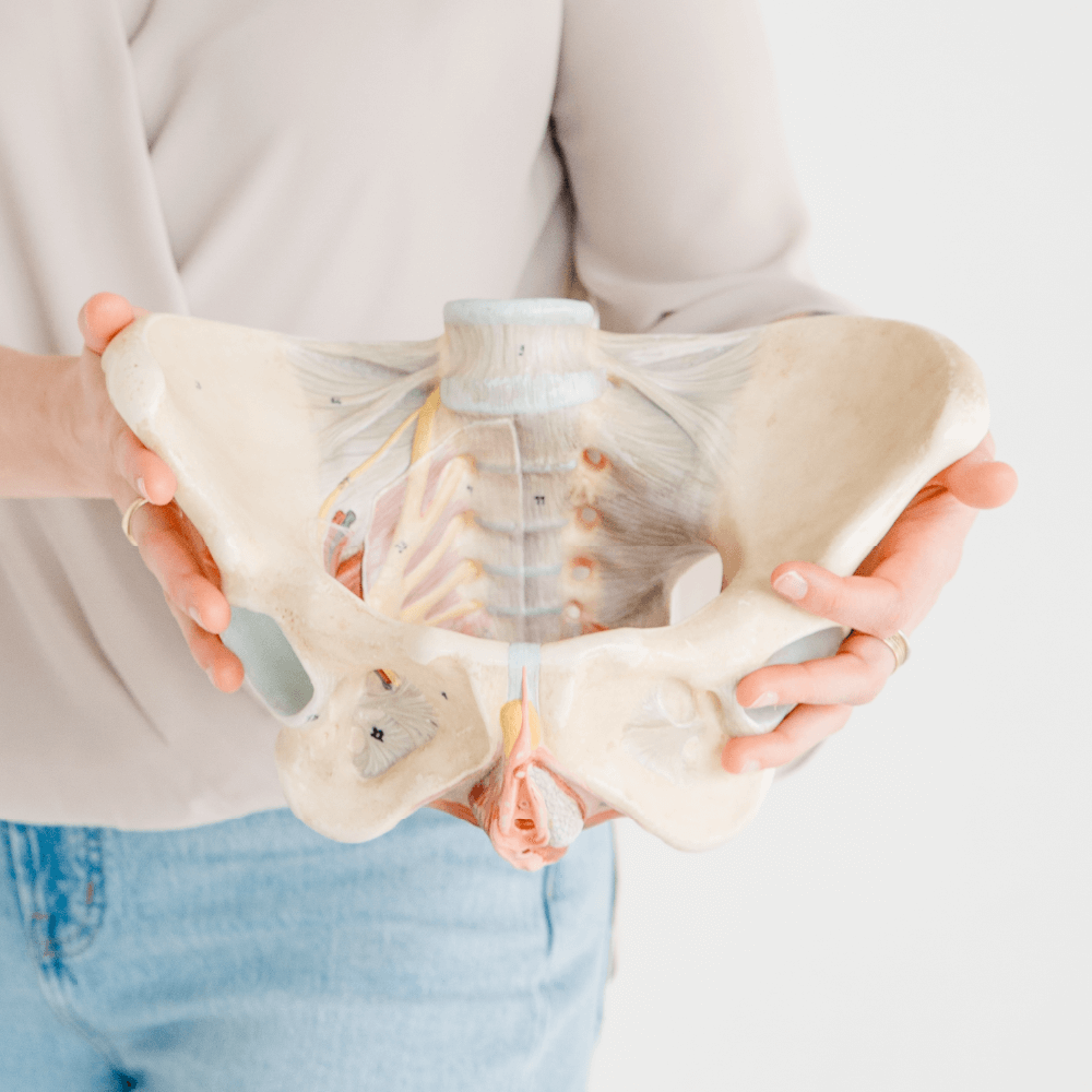 pelvic floor anatomy model