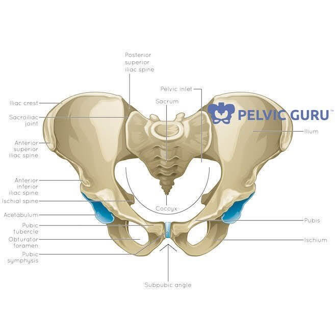 Top down image of pelvic bones the ischium bone is the large bone underneath base of pelvic floor