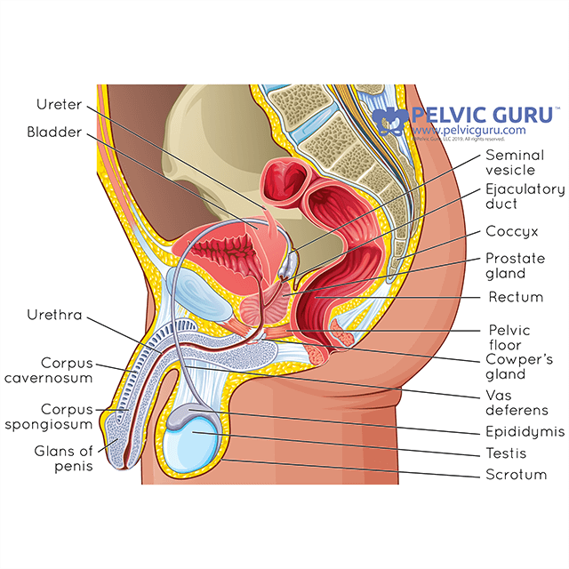 Anatomical diagram with various labels demarking parts of male reproductive anatomy and organs
