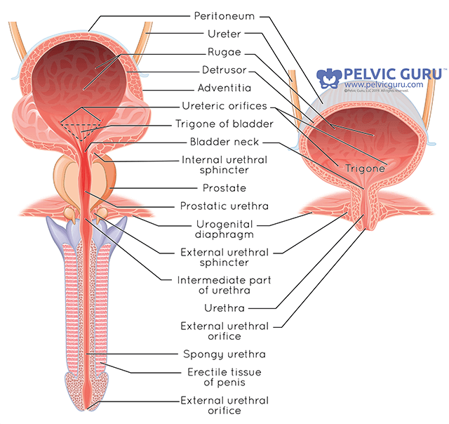 Side by side anatomical image labeled showing all the internal bladder parts for male and female