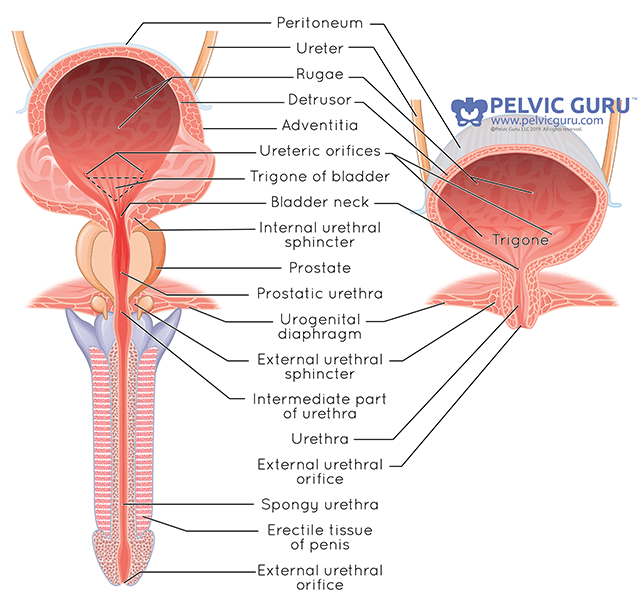 bladder base anatomy