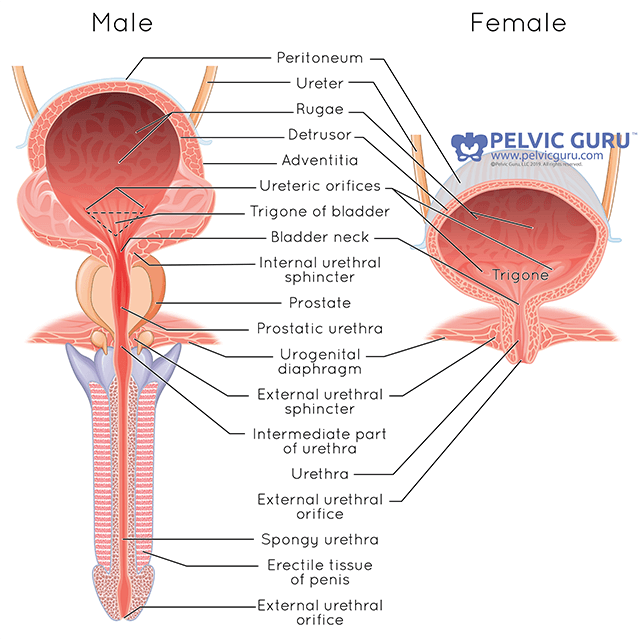 Bladder Basics How The Bladder Works And How To Work It Laura Meihofer