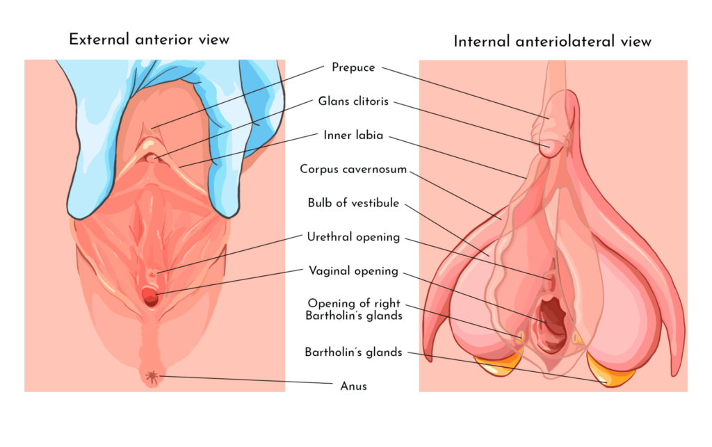 Five Things You Should Know About The Clitoris