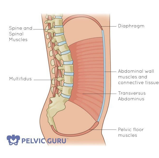 Medical image core canister pelvic floor muscles connect in circle to spine and abdomen to diaphragm