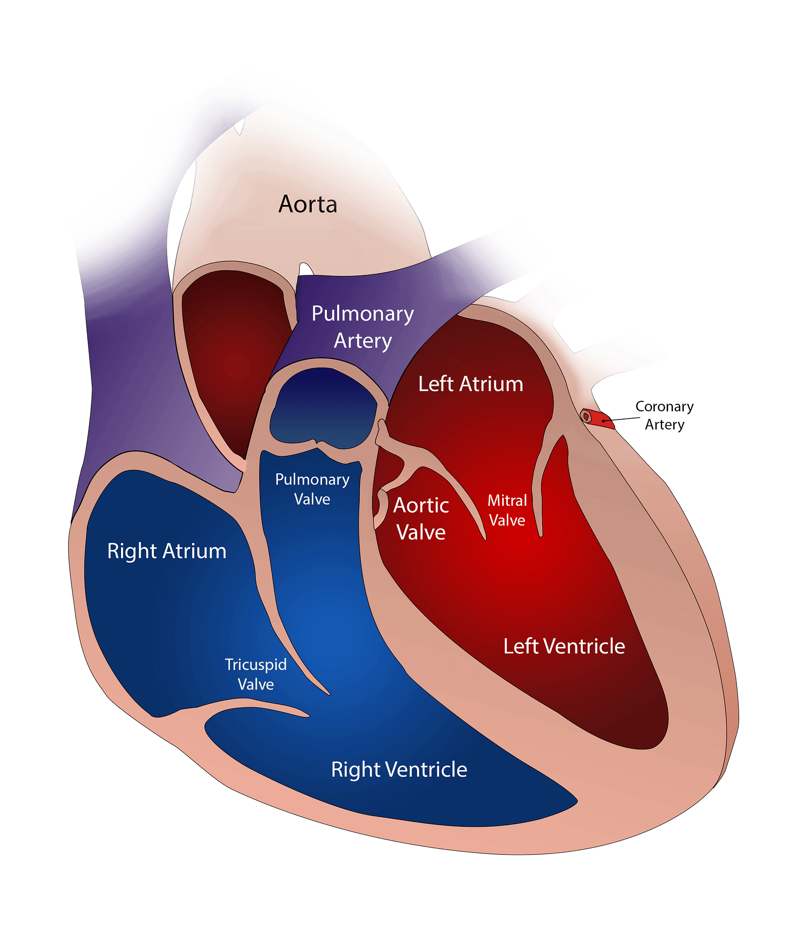 Zone Training The Ultimate Heart Health Hack Laura Meihofer