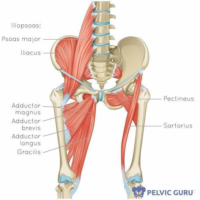 Medical diagram image of hip adductor muscles attached to bones with various labels