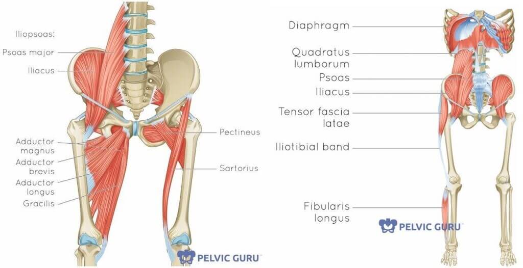 Side by side medical diagram image of hamstring muscles one close up one farther away with labels