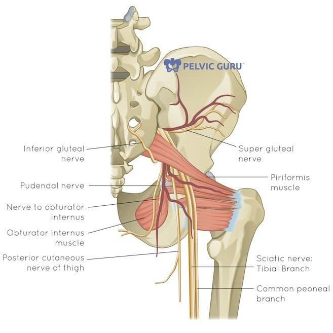 Half pelvis image shows piriformis muscle over top of many nerves connected to femur and sacrum bone