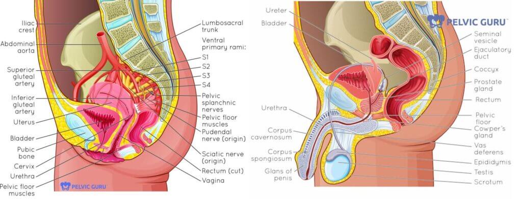 Side by side image of female, male gentalia and internal anatomy of pelvic floor with various labels