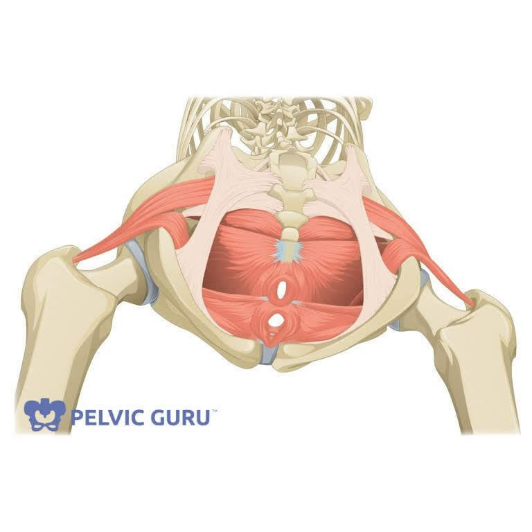 Medical anatomical image of hip, leg, and pelvic bones and all the attached pelvic floor muscles