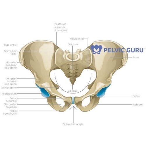 The Pelvic Floor: Mula Bandha and Root and Sacral Chakra - Laura Meihofer