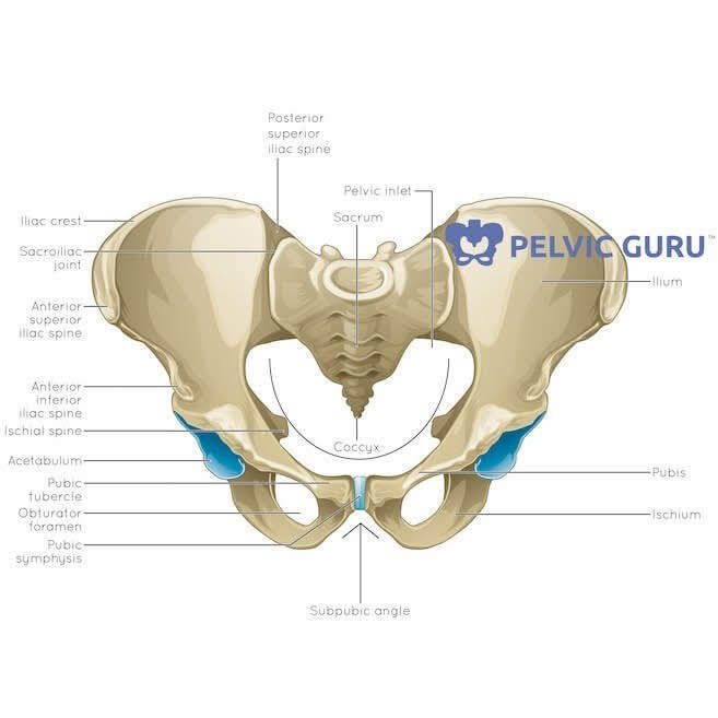 Bottom up view of pelvic anatomy showing various pelvic floor muscles in the pelvis and hips