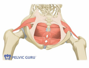 Bottom up view of female pelvic anatomy showing various pelvic floor muscles in the pelvis and hips