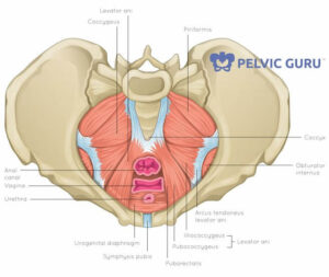 Top down view of female pelvic anatomy diagraming various pelvic floor muscles in the vaginal area