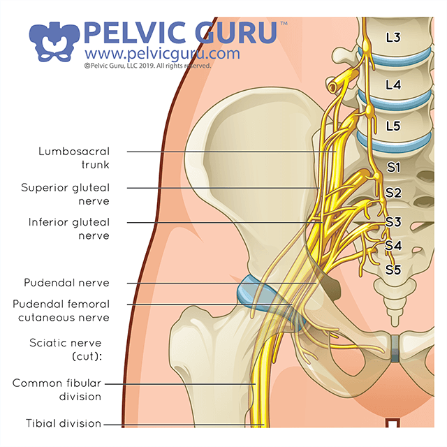 Medical image of pelvic nerve structures and connections to the spinal cord region