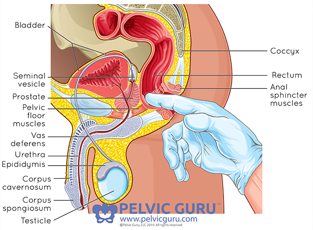 Labeled medical diagram showing all the internal abdominal and reproductive organs for male anatomy