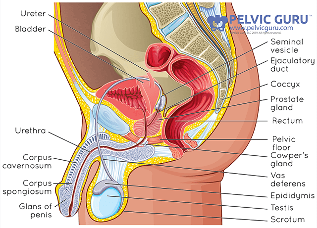 Anatomical diagram with various labels demarking parts of male reproductive anatomy and organs