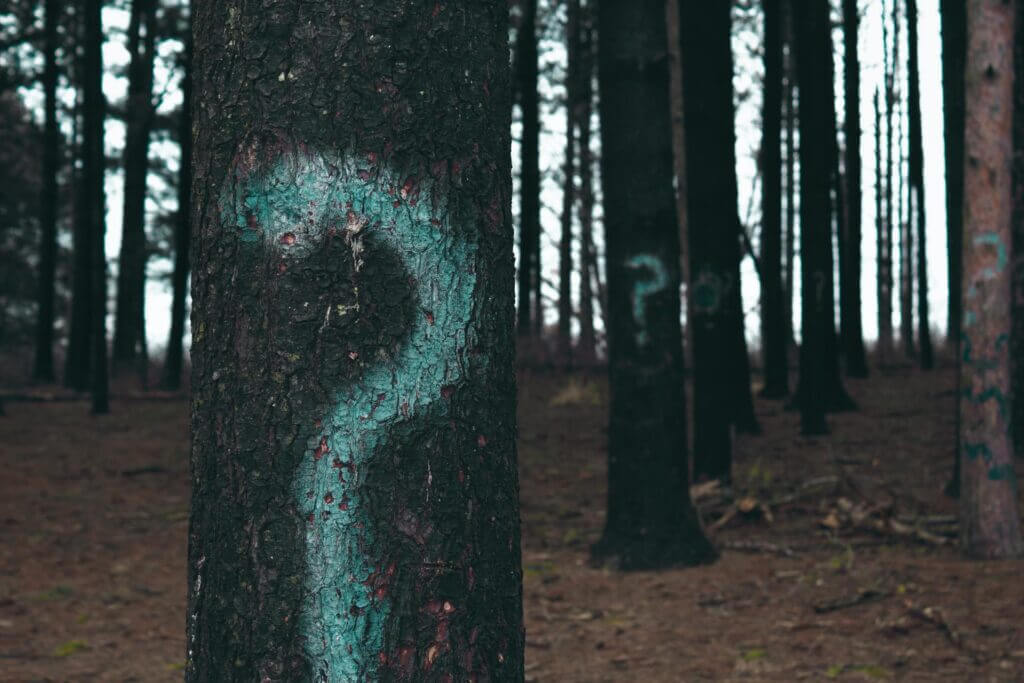 Trees in forest dusty blue question marks spray painted on them, extending into blurred background