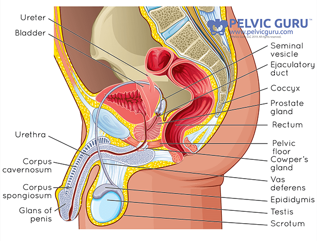 Labeled medical diagram showing all the internal abdominal and reproductive organs for male anatomy