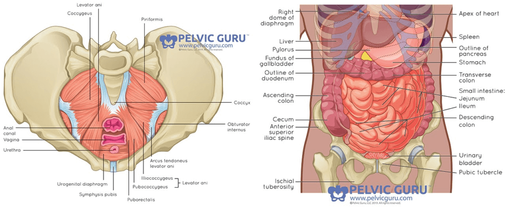 Side by side anatomical image from 2 angles showing internal bowel and organs for male and female