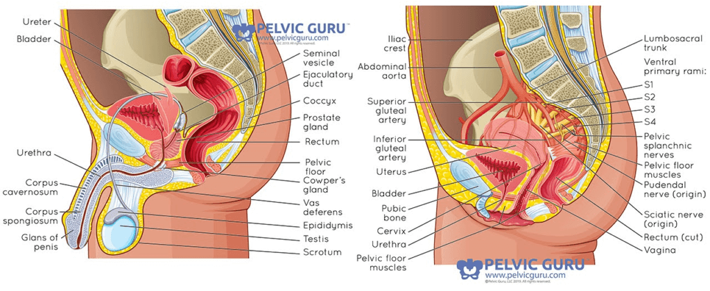 Side by side anatomical image labeled showing all the internal abdominal organs for male and female