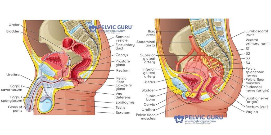 Side by side anatomical image labeled showing all the internal abdominal organs for male and female