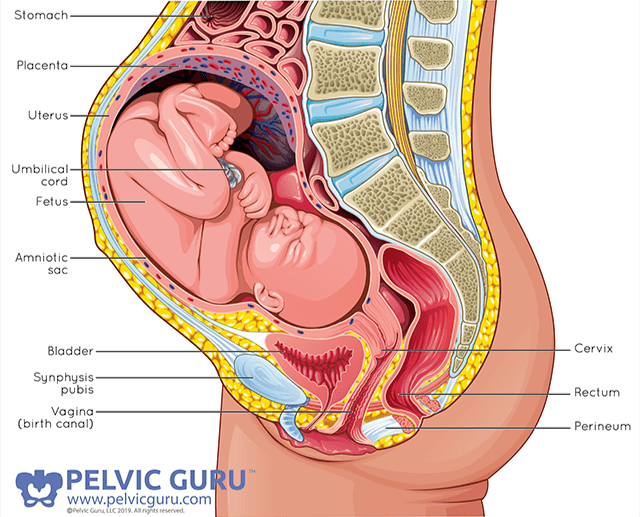 Medical diagram of abdominal organs during pregnancy showing baby’s head compressing bladder