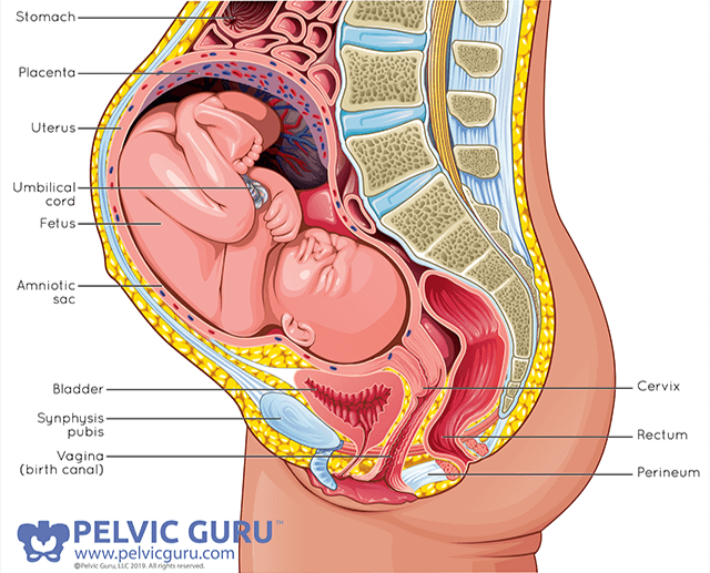 What happens to your body during pregnancy