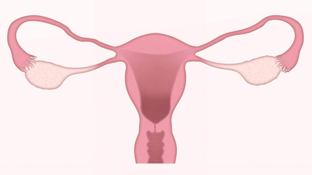 Anatomical image in light pink hues showing a uterus with fallopian tubes and ovaries on each side