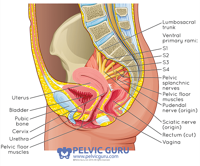 Labeled medical diagram showing the internal abdominal and reproductive organs for female anatomy