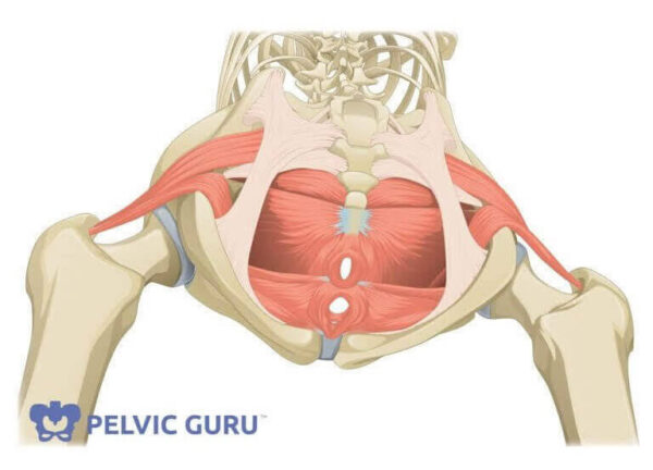 Pelvic Floor