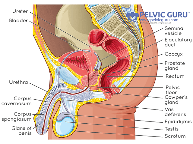 Signs and Symptoms of Pelvic Floor Problems in Men Penis Owners