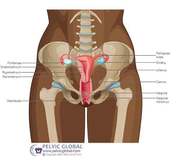 Post Hysterectomy Skeletal and Anatomical Changes- Hormones Matter