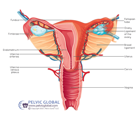 Post Hysterectomy Skeletal and Anatomical Changes- Hormones Matter