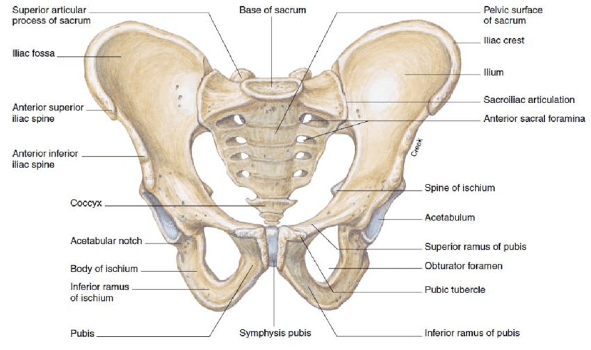 pelvic girdle pain
