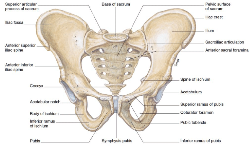 The Pelvic Girdle