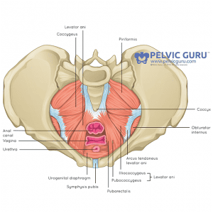 female-pelvic-floor-sexual-health