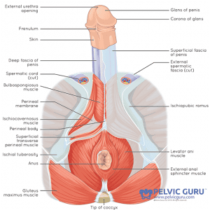 male-pelvic-floor-sexual-health