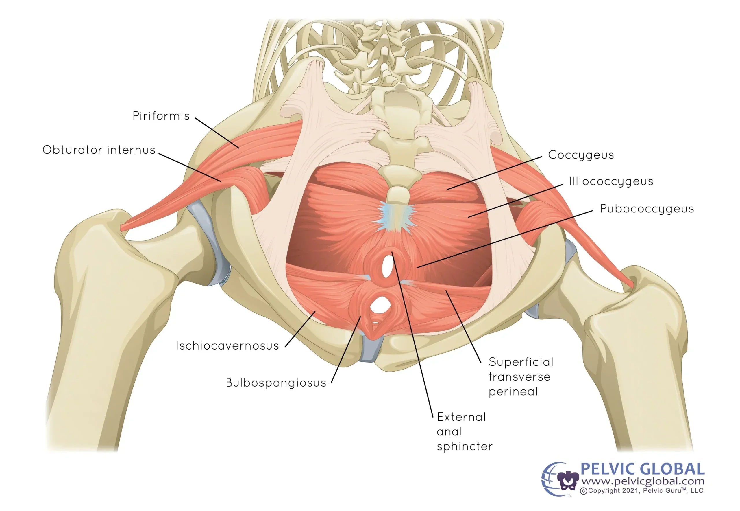 Illustration of an inferior view of the pelvic floor by Pelvic Guru