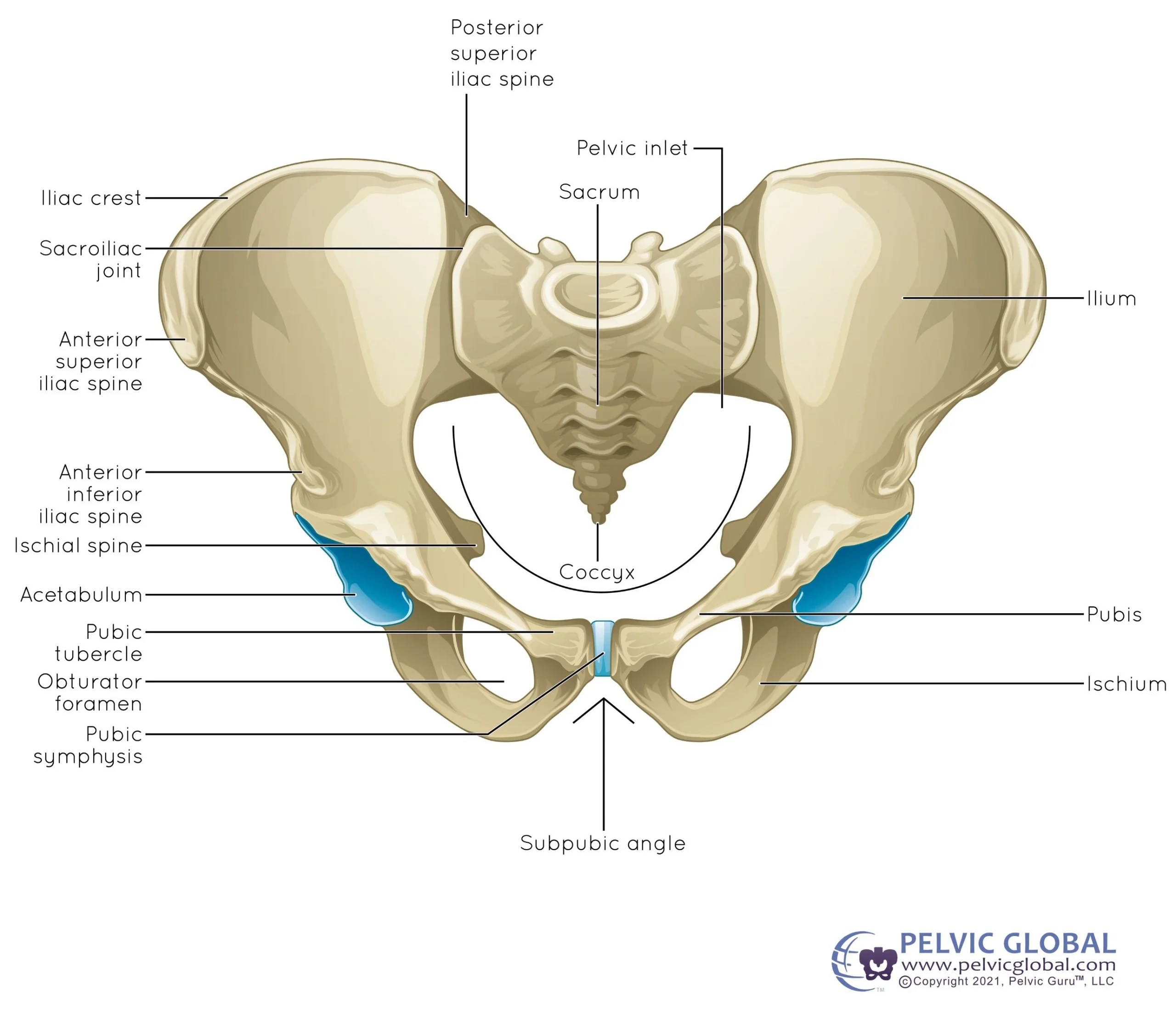 female-pelvic-SI-joints (1) Pelvic guru illustration of AFAB pelvis and SI joints