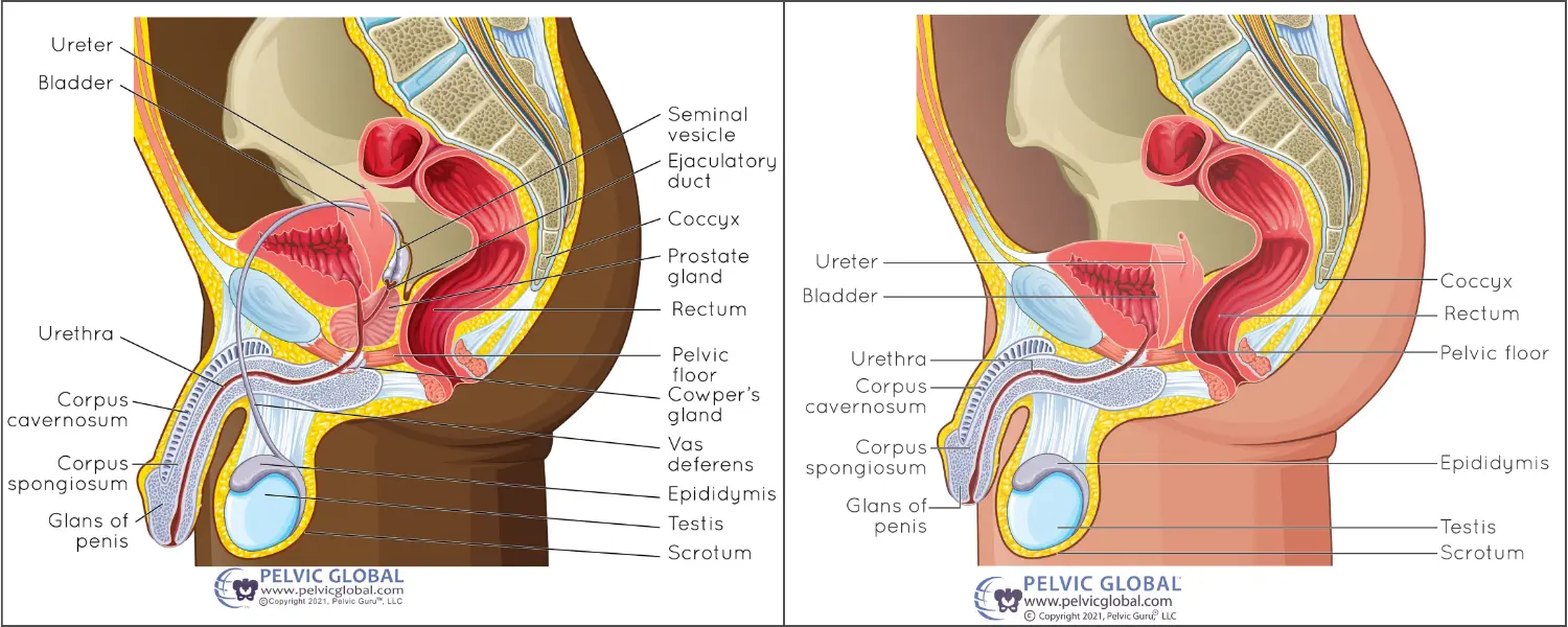 Pelvic Guru images side by side of a pelvic floor with and without a prostate gland