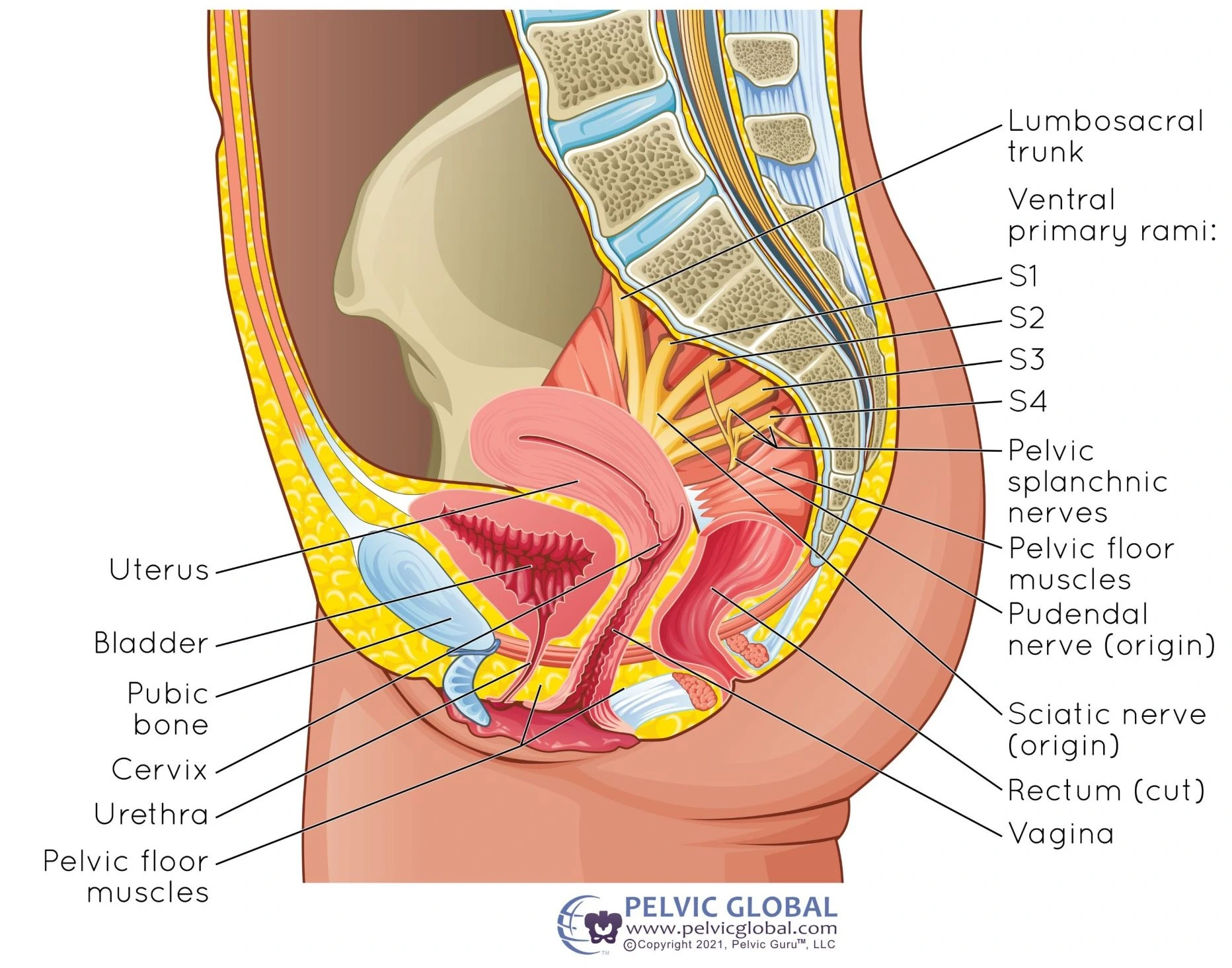 Pelvic anatomy of AFAB