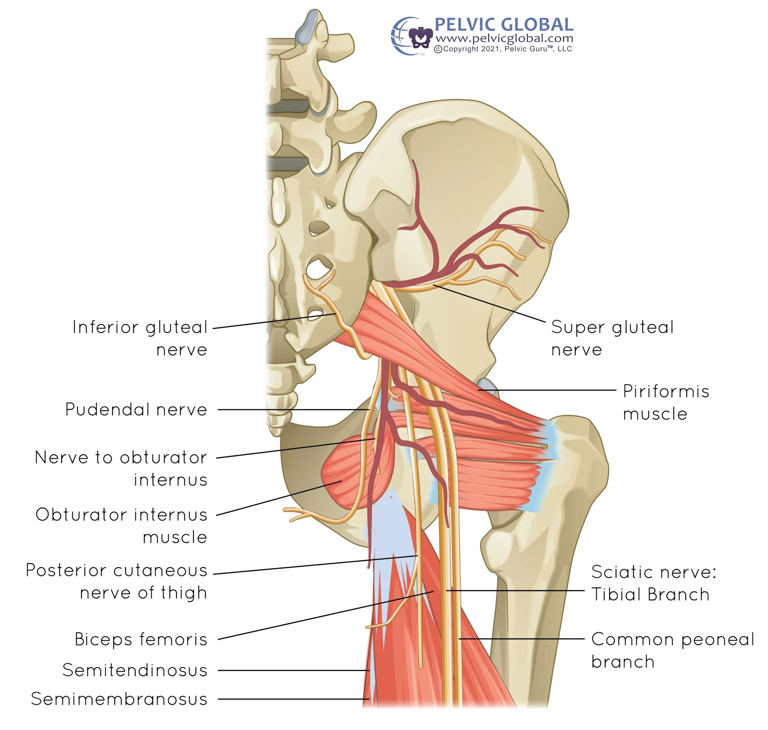 Pelvic Guru illustration of the pelvis, upper thigh, and nerves that run within these areas