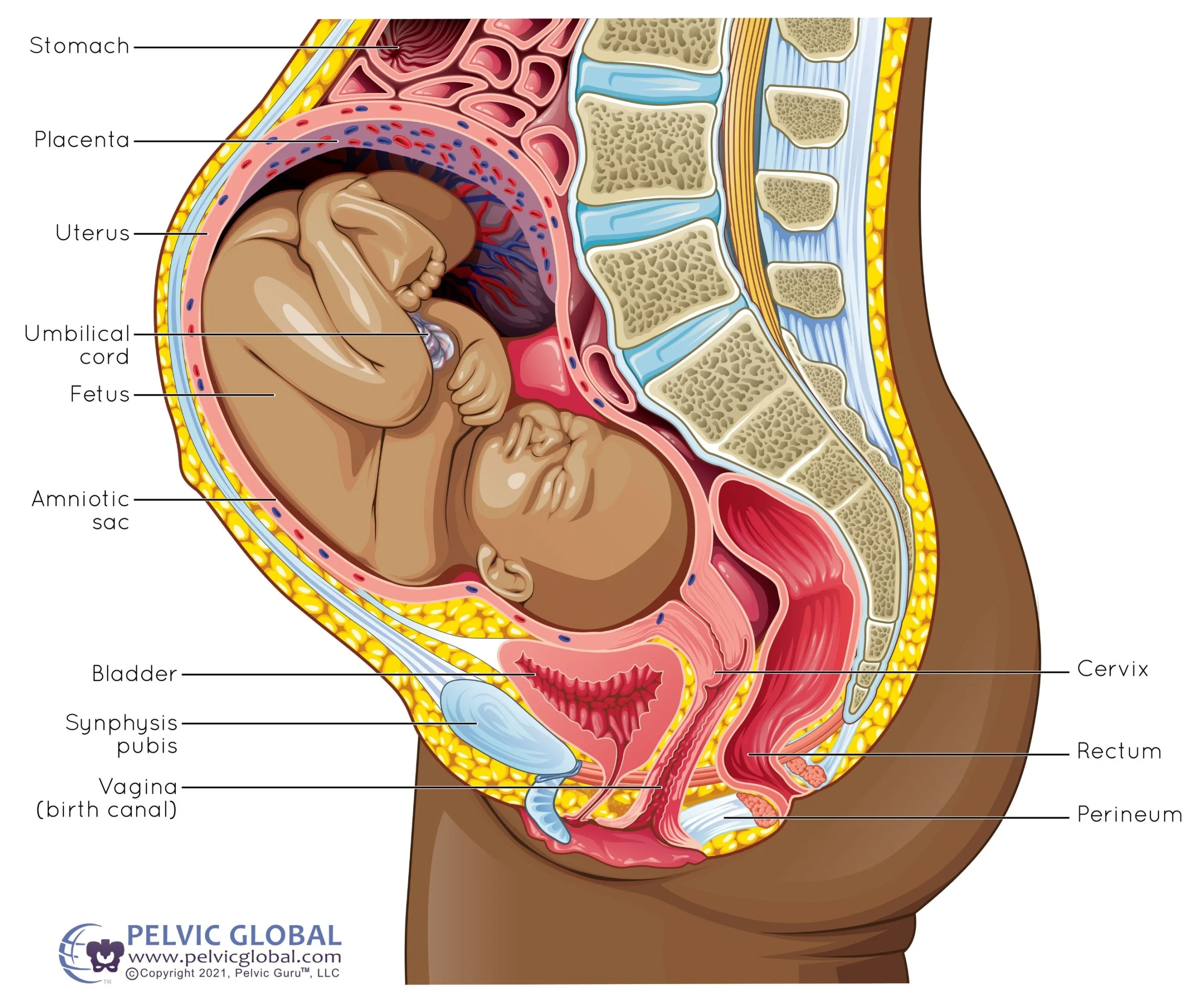 Pelvic anatomy during pregnancy