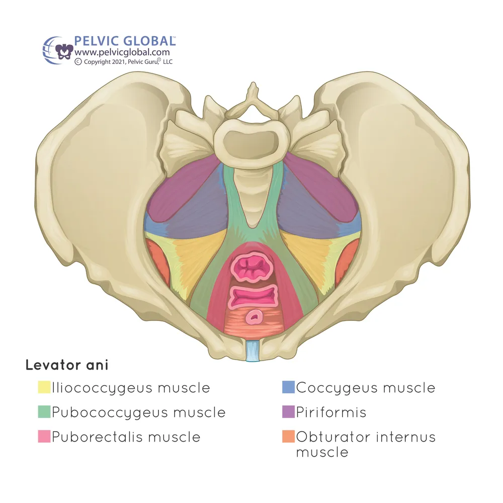fm-pelvic-floor-illustration Pelvic Guru's pelvic floor illustration for those with a vagina