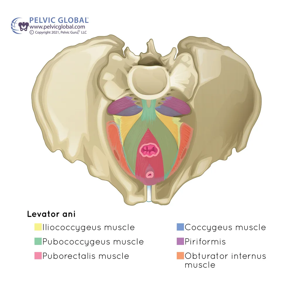 ml-pelvic-floor-illustration Pelvic Guru's pelvic floor illustration for those with a penis